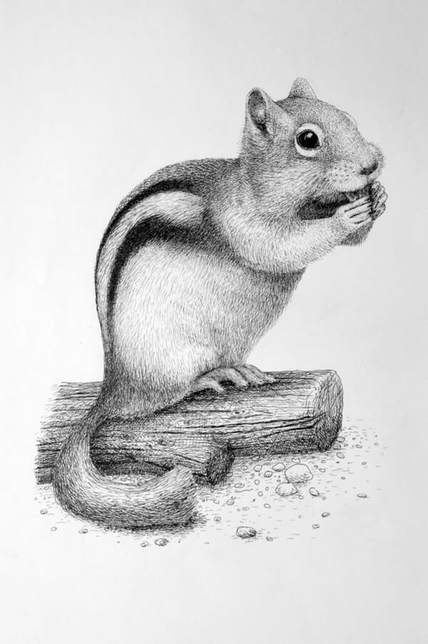 Drawings Of Animals In Pencil Easy