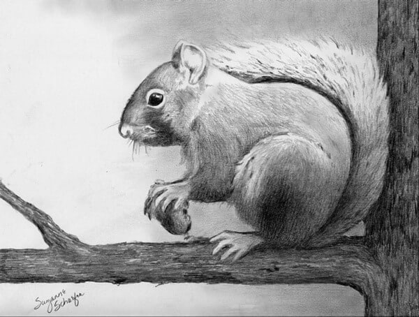 40 Realistic Animal Pencil Drawings  Realistic animal drawings Pencil  drawings of animals Pencil sketches of animals