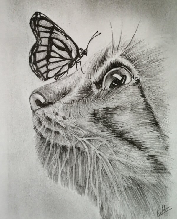 Easy Pencil Drawings Of Animals 8