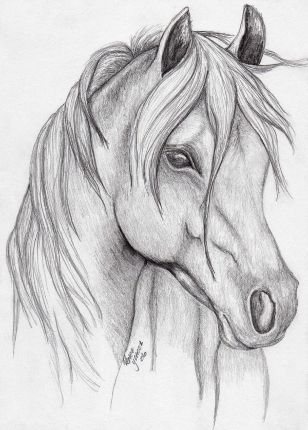 Easy Pencil Drawings Of Animals 17 
