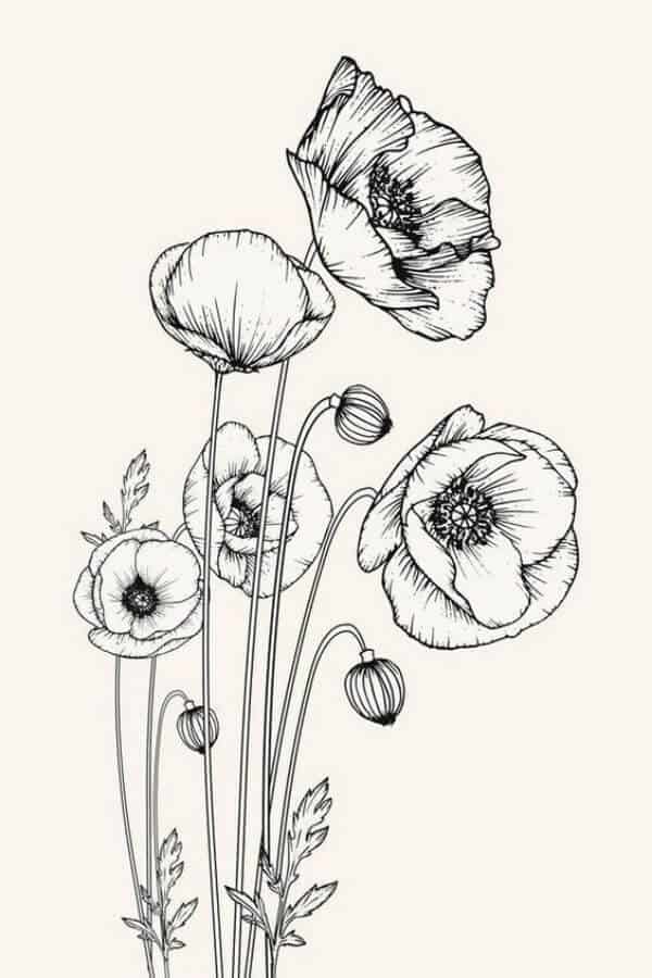 Poppy Flower Drawing For Kids ~ Flower Poppy Draw Drawing Step