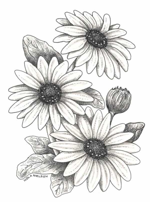 Creative Pencil Sketches Drawings By Great Artists Flowers with Realistic
